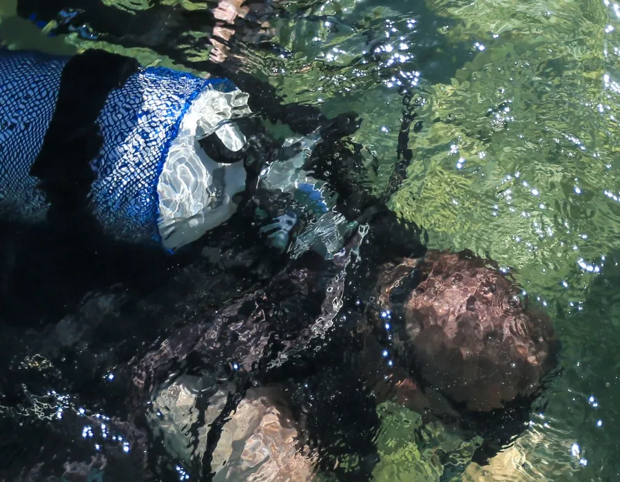 Beginner Dives